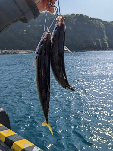 ムロアジの釣果