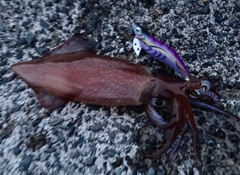 ケンサキイカの釣果