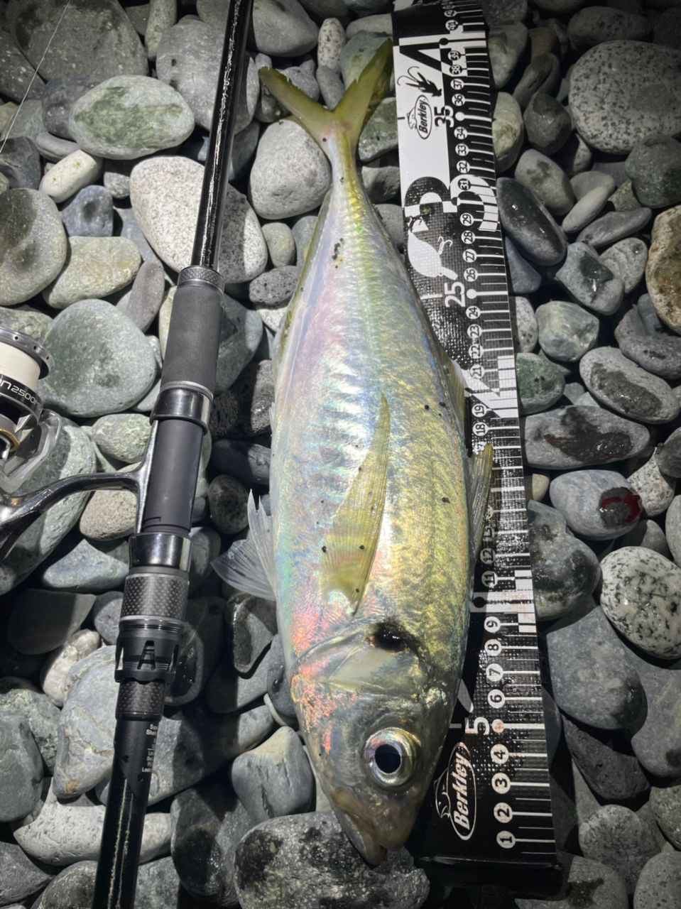 トモ清水(G-TEC代表 清水智一)✨🎣 さんの 2022年01月28日のアジ