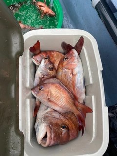 マダイの釣果