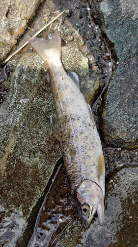 ヤマメの釣果