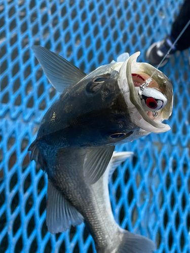 フッコ（マルスズキ）の釣果