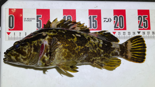 タケノコメバルの釣果