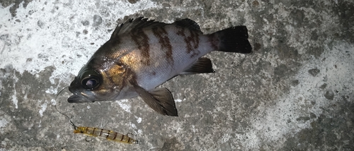 シロメバルの釣果