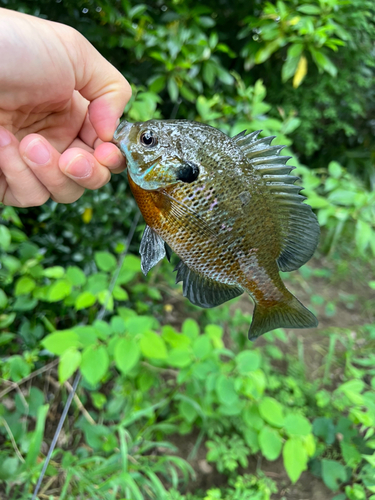 ブルーギルの釣果