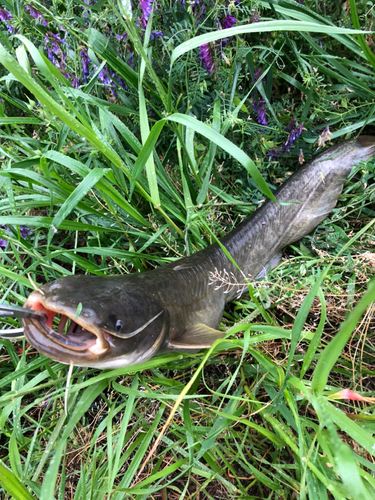 ナマズの釣果