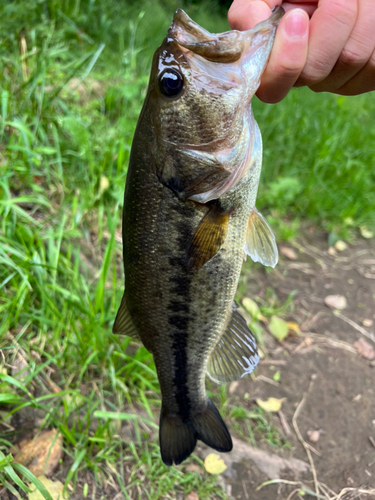 ラージマウスバスの釣果