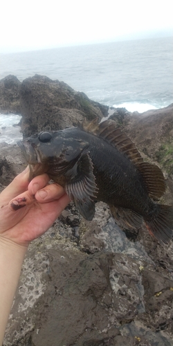 ソイの釣果