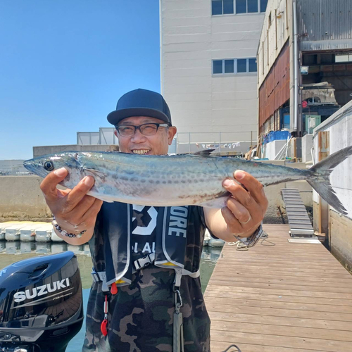 サゴシの釣果