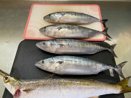 カツオの釣果