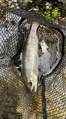 アマゴの釣果