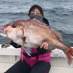 マダイの釣果