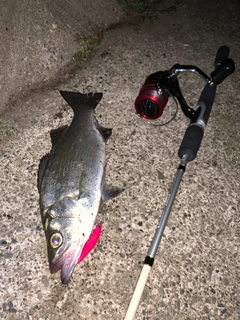 セイゴ（ヒラスズキ）の釣果