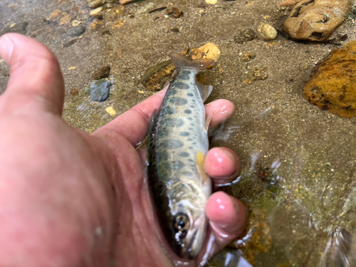 ヤマメの釣果