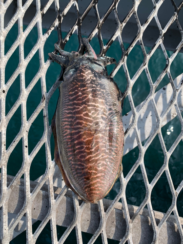 コウイカの釣果