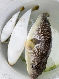 ショウサイフグの釣果