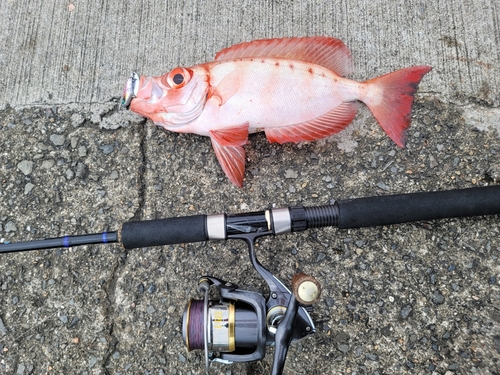 ホウセキキントキの釣果