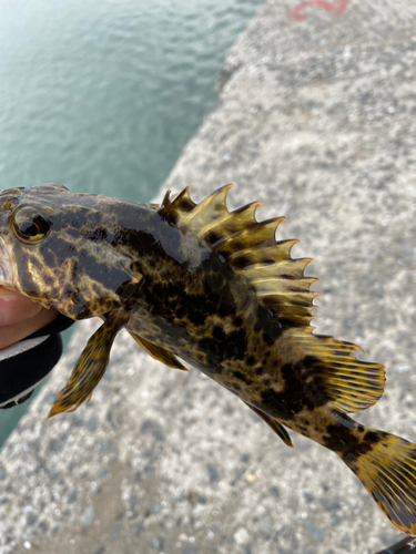 タケノコメバルの釣果