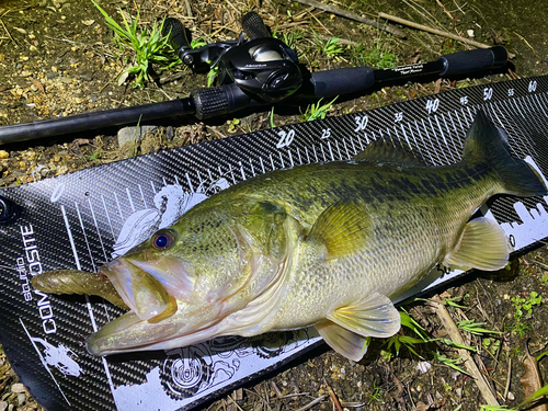 ブラックバスの釣果