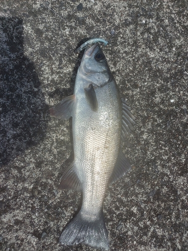 ヒラスズキの釣果