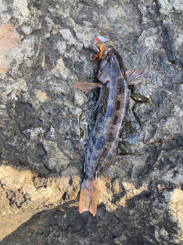 アブラコの釣果