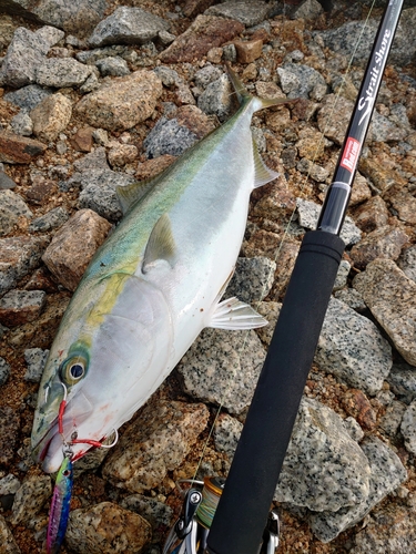 ハマチの釣果