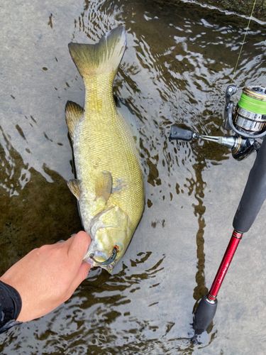 スモールマウスバスの釣果