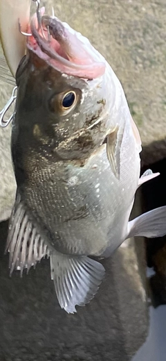 セイゴ（マルスズキ）の釣果