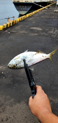 コノシロの釣果