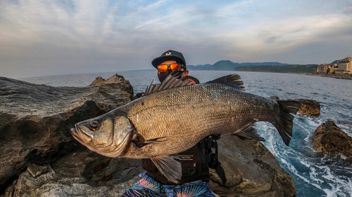 ヒラスズキの釣果