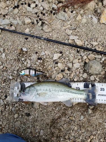 ブラックバスの釣果