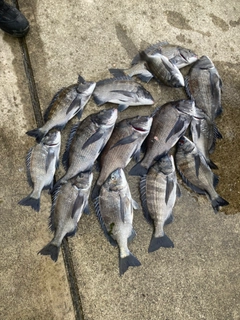 クロダイの釣果