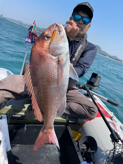 マダイの釣果