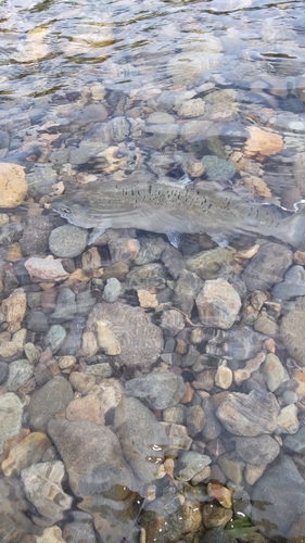 サツキマスの釣果