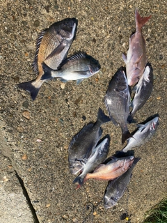 クロダイの釣果