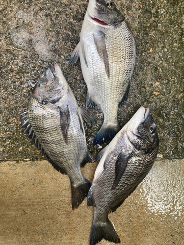 クロダイの釣果