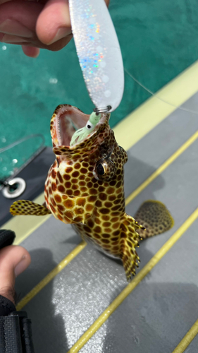 イシミーバイの釣果