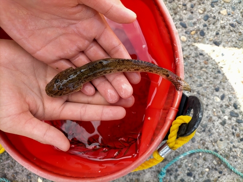 マダコの釣果