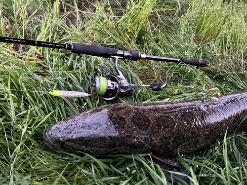 ライギョの釣果