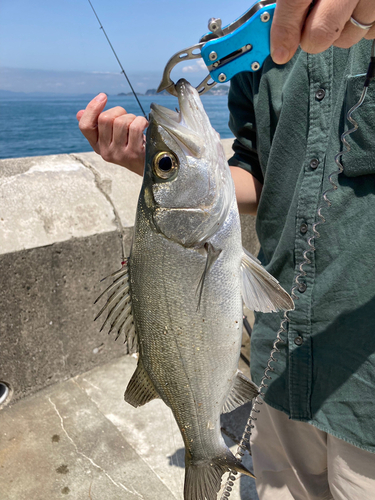 セイゴ（マルスズキ）の釣果