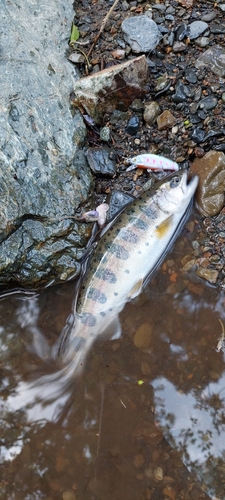 ヤマメの釣果