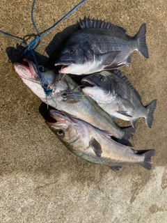 クロダイの釣果