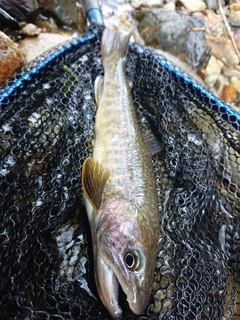 イワナの釣果