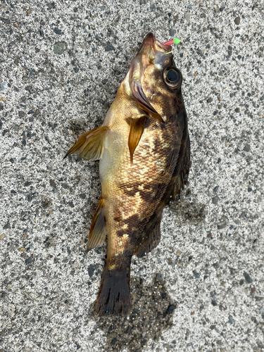 メバルの釣果