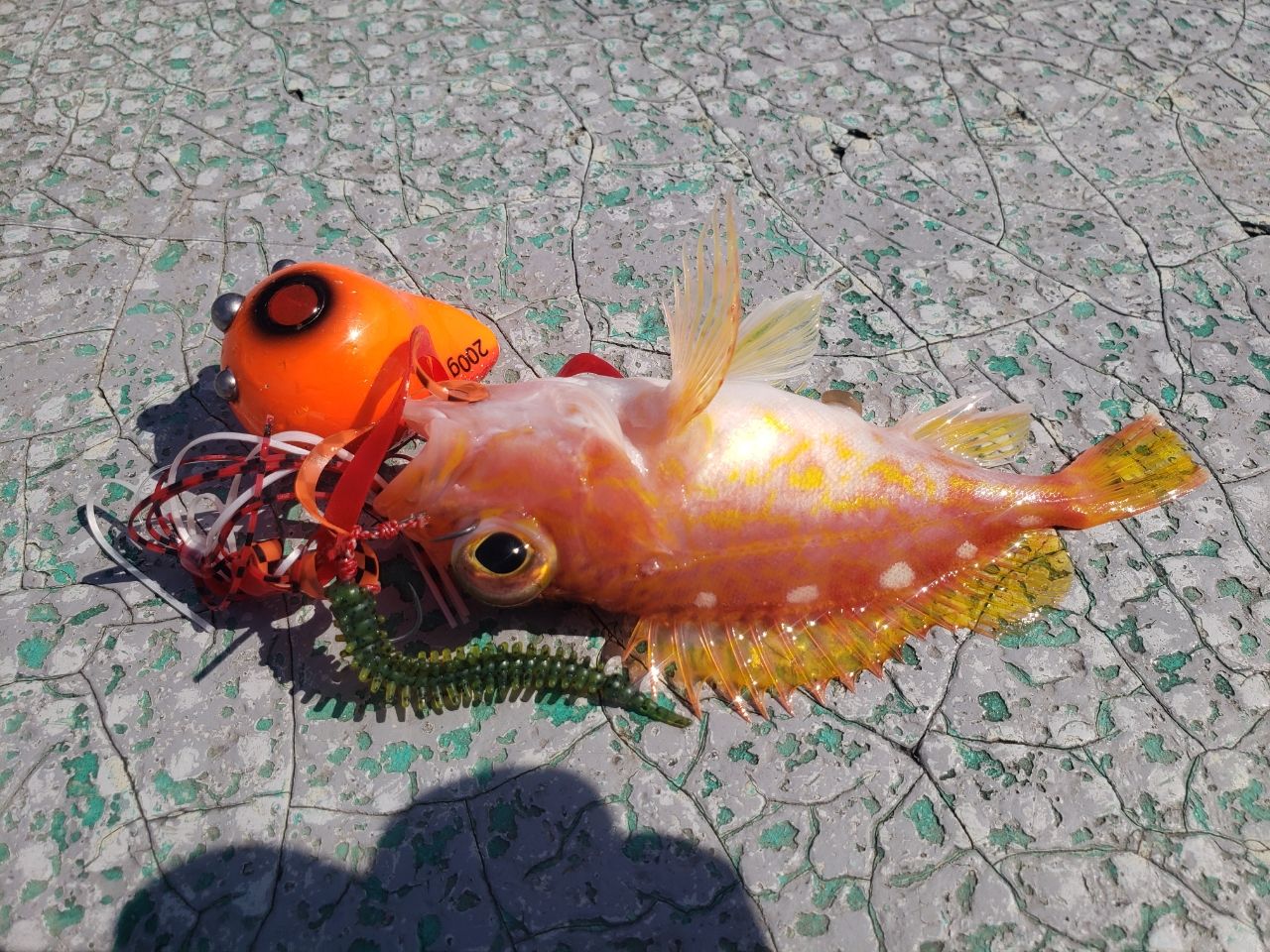 アヤメカサゴ
