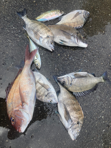 マダイの釣果