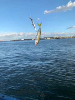 サバの釣果