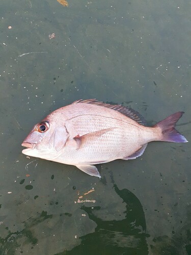 タイの釣果