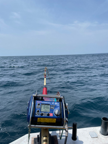 アコウダイの釣果