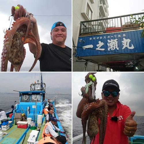 マダコの釣果